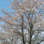 ヒメ日記 2026/04/06 23:19 投稿 あきほ 白いぽっちゃりさん五反田店