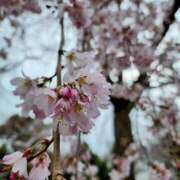 ヒメ日記 2025/03/26 15:02 投稿 一宮里絵 お色気物語（横浜ハレ系）