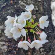 ヒメ日記 2025/04/06 08:56 投稿 一宮里絵 お色気物語（横浜ハレ系）