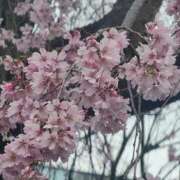 ヒメ日記 2026/04/01 09:27 投稿 一宮里絵 お色気物語（横浜ハレ系）