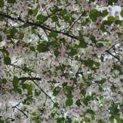 一宮里絵 ありがとうございます.※。.:*:・'°☆ お色気物語（横浜ハレ系）