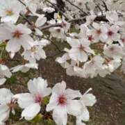 ヒメ日記 2025/03/29 19:01 投稿 らん ROYAL STAR