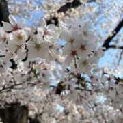 ヒメ日記 2025/04/04 16:16 投稿 らん ROYAL STAR