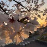 ヒメ日記 2025/04/04 19:10 投稿 らん ROYAL STAR