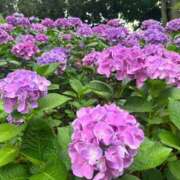 ヒメ日記 2025/06/29 21:57 投稿 らん ROYAL STAR