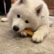 ヒメ日記 2025/07/25 22:08 投稿 らん ROYAL STAR