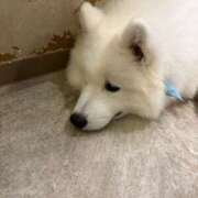 ヒメ日記 2025/09/02 03:22 投稿 らん ROYAL STAR