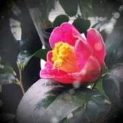 ヒメ日記 2025/03/05 12:04 投稿 せいこ 熟女デリヘル秘宝館Z