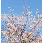 ヒメ日記 2025/04/05 09:33 投稿 せいこ 熟女デリヘル秘宝館Z