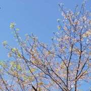 ヒメ日記 2025/04/09 13:10 投稿 せいこ 熟女デリヘル秘宝館Z