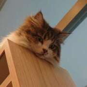 ヒメ日記 2025/12/31 07:59 投稿 りんご デリバリーヘルス熊本インターちゃんこ