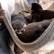 ヒメ日記 2025/07/30 20:58 投稿 あまね おふくろさんYO!!大和店