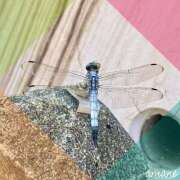 ヒメ日記 2025/09/01 20:08 投稿 あまね おふくろさんYO!!大和店