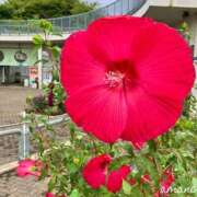 ヒメ日記 2025/10/11 20:18 投稿 あまね おふくろさんYO!!大和店