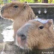 ヒメ日記 2025/11/05 20:08 投稿 あまね おふくろさんYO!!大和店