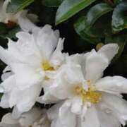 ヒメ日記 2025/12/31 14:30 投稿 えな 熟女の風俗最終章 相模原店