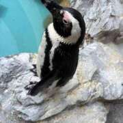 ヒメ日記 2025/02/13 00:46 投稿 水城まゆ DESIRE（中州）