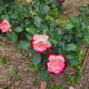 ヒメ日記 2025/01/14 11:04 投稿 山本　あん ギン妻パラダイス 谷九店