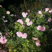 山本　あん ゲリラ出勤 ギン妻パラダイス 谷九店