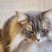 ヒメ日記 2025/12/02 21:37 投稿 山本　あん ギン妻パラダイス 谷九店