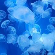 ヒメ日記 2025/12/23 14:26 投稿 山本　あん ギン妻パラダイス 谷九店