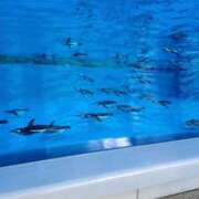 ヒメ日記 2025/12/27 01:38 投稿 山本　あん ギン妻パラダイス 谷九店