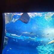 ヒメ日記 2026/01/16 11:13 投稿 山本　あん ギン妻パラダイス 谷九店