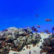 ヒメ日記 2026/01/17 17:47 投稿 山本　あん ギン妻パラダイス 谷九店