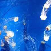 山本　あん すみません ギン妻パラダイス 谷九店