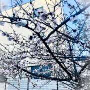 ヒメ日記 2026/03/09 10:09 投稿 さくら奥様 人妻です