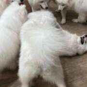 ヒメ日記 2026/02/01 18:19 投稿 りま 舐めたくてグループ〜ペロンチョ学園〜八王子校