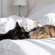 ヒメ日記 2025/11/10 15:50 投稿 しおん スピードエコ天王寺店