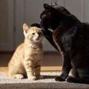 ヒメ日記 2025/11/16 18:40 投稿 しおん スピードエコ天王寺店