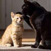 ヒメ日記 2026/04/04 15:30 投稿 しおん スピードエコ天王寺店