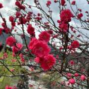 ヒメ日記 2025/04/12 22:48 投稿 レミ ヴィーナス(金津園)