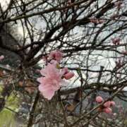 ヒメ日記 2025/05/11 16:27 投稿 レミ ヴィーナス(金津園)