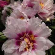 ヒメ日記 2025/06/30 07:35 投稿 徳川(とくがわ) 熟女の風俗最終章 大宮店