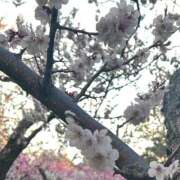 ヒメ日記 2025/05/06 19:48 投稿 桐谷マミ サクラ（すすきの）