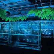 ヒメ日記 2026/03/21 02:58 投稿 れい パイレーツ