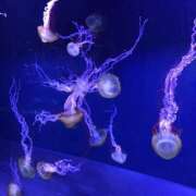 ヒメ日記 2026/03/29 02:18 投稿 れい パイレーツ