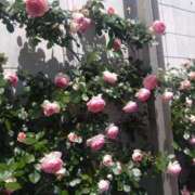 ヒメ日記 2025/05/14 08:06 投稿 こはく ぽっちゃり巨乳素人専門横浜関内伊勢佐木町ちゃんこ