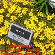 ヒメ日記 2025/09/03 08:26 投稿 こはく ぽっちゃり巨乳素人専門横浜関内伊勢佐木町ちゃんこ