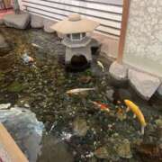 ヒメ日記 2025/07/01 16:47 投稿 ゆりね ルネッサンス