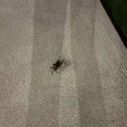 ヒメ日記 2025/10/05 23:09 投稿 安藤 きてぃ ハレ系 福岡DEまっとる。