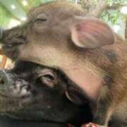 安藤 きてぃ [お題]from:こっそりスケベ忍者さん ハレ系 福岡DEまっとる。