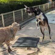 ヒメ日記 2025/01/19 13:33 投稿 水上(みずがみ) 相模原人妻城