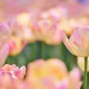 ヒメ日記 2025/04/10 09:30 投稿 みらい チェックイン素人専門大人女子