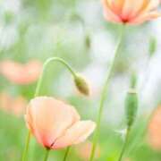 ヒメ日記 2025/05/25 21:19 投稿 みらい チェックイン素人専門大人女子