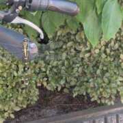 ヒメ日記 2025/07/09 11:49 投稿 きょうこ 熟女22時