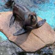 きょうこ 水族館🐬 熟女22時